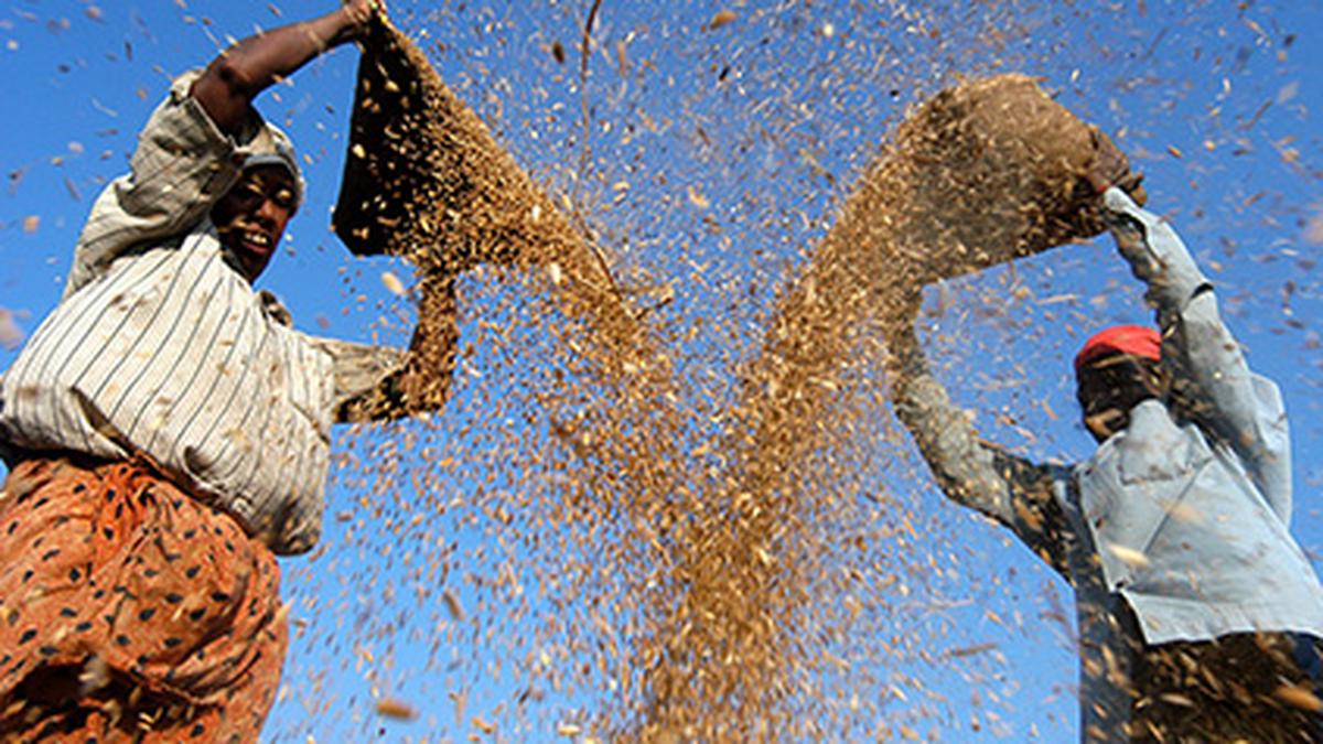 इस ख़रीफ़ सीज़न में धान, दालों का रकबा बढ़ा है: केंद्र