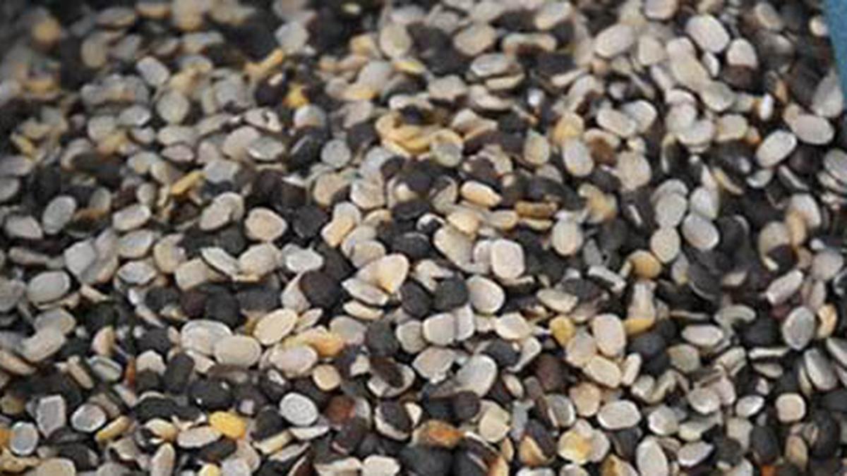 सरकार ने उड़द के शुल्क-मुक्त आयात को मार्च 2026 तक बढ़ा दिया है