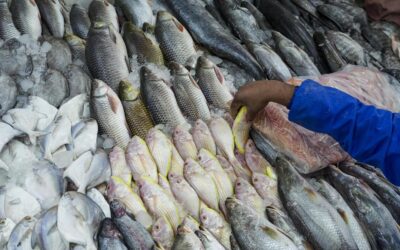 जलाशयों में मत्स्य पालन का दोहन - द हिंदू