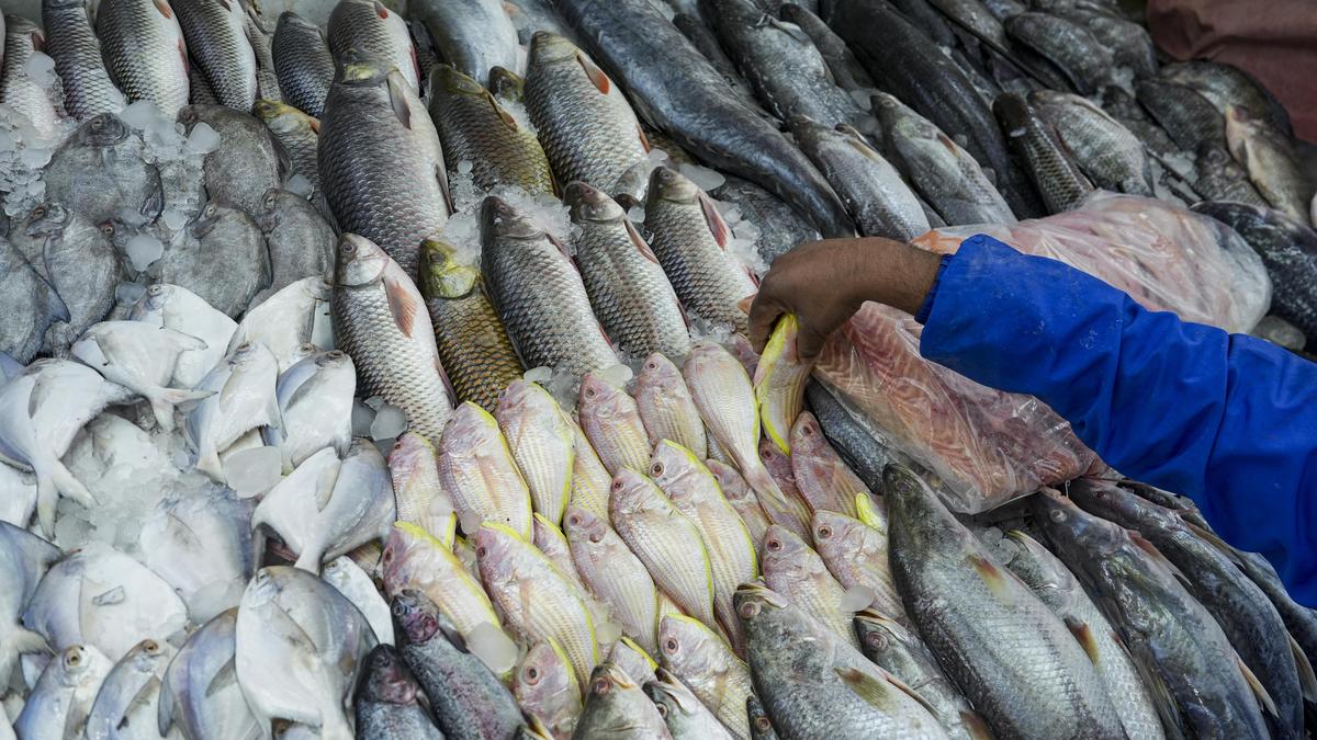 जलाशयों में मत्स्य पालन का दोहन - द हिंदू