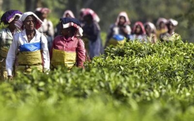 चाय निकाय बागान श्रमिकों के लिए असम भूमि हस्तांतरण नीति पर स्पष्टता चाहता है