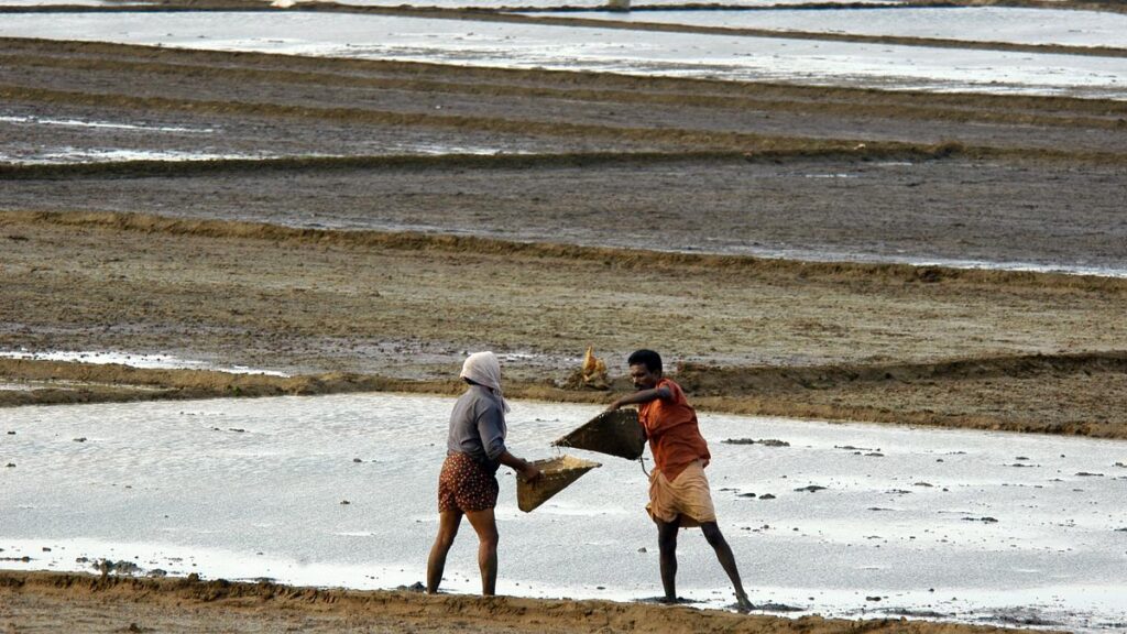 पीएम के प्रधान सचिव ने चावल, दाल, तिलहन में हाइब्रिड बीजों के इस्तेमाल का समर्थन किया