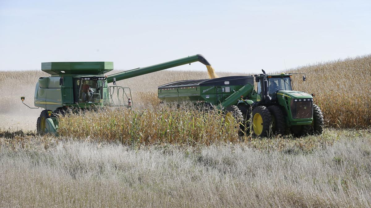 भारत अमेरिका से मक्का आयात क्यों नहीं कर रहा है? | व्याख्या की