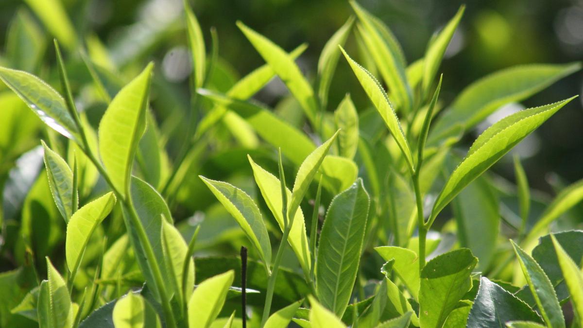 'चाय' की श्रेणी में क्या आता है? एफएसएसएआई ने स्पष्ट किया