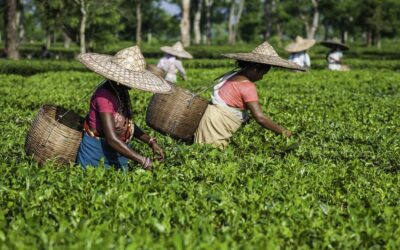 चाय निकायों ने पीएम मोदी से उत्पादकों को बिक्री का तरीका चुनने की आजादी देने का आग्रह किया है