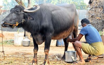 अत्यधिक गर्मी भारत के रिकॉर्ड दूध उत्पादन की परीक्षा ले रही है