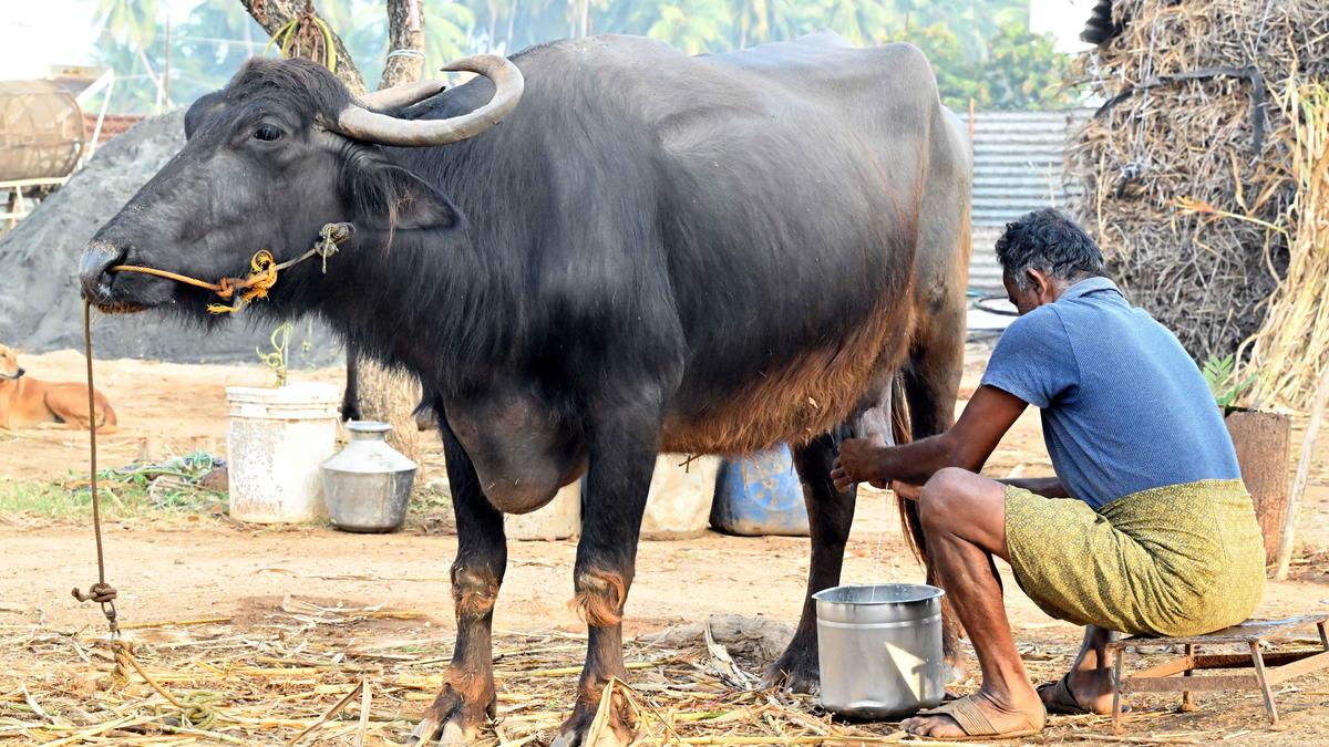 अत्यधिक गर्मी भारत के रिकॉर्ड दूध उत्पादन की परीक्षा ले रही है