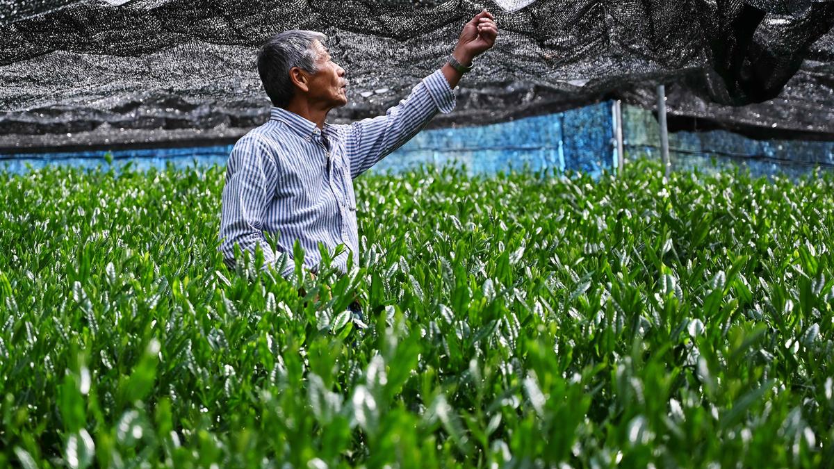 असम एस्टेट भारत की पहली माचा चाय बेचता है