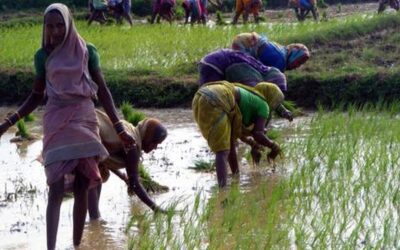 छत्तीसगढ़ सरकार किसानों से धान की खेती के लिए डीएसआर पद्धति अपनाने को क्यों कह रही है | व्याख्या की