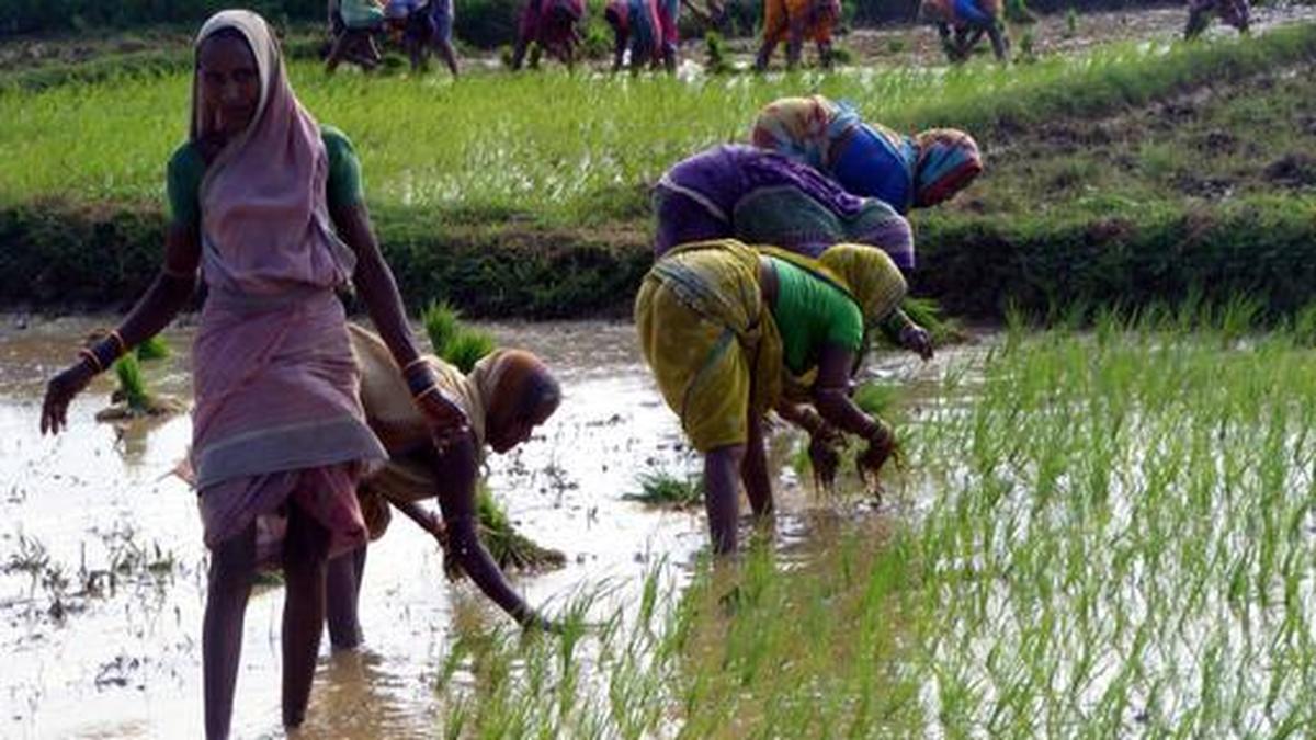 छत्तीसगढ़ सरकार किसानों से धान की खेती के लिए डीएसआर पद्धति अपनाने को क्यों कह रही है | व्याख्या की